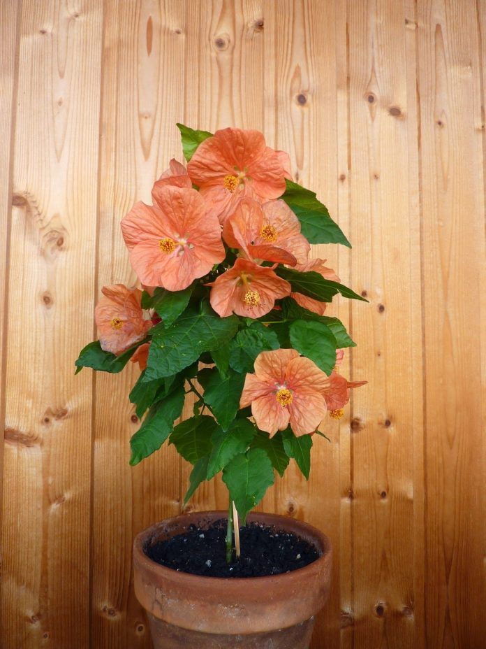 Фото № 10: Комнатные живые деревья в интерьере квартиры