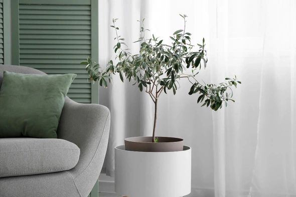 Фото № 2: Юкка или розмарин: как интегрировать растения в интерьер 